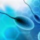 5 Important Factors that Affect Sperm Quality